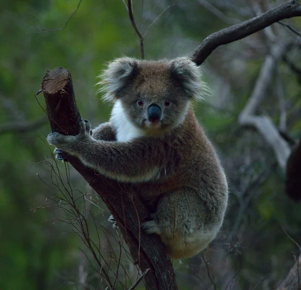 Koala bear in australia