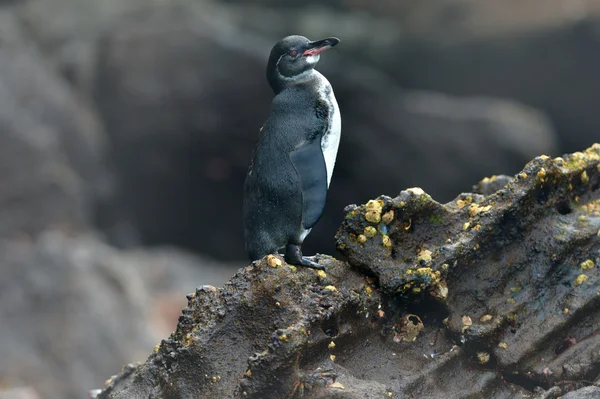 Galapagos penguin in the wild