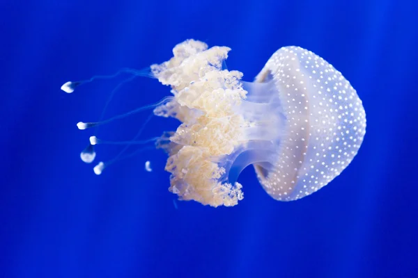 Australian spotted jellyfish, phyllorhiza punctata, swimming