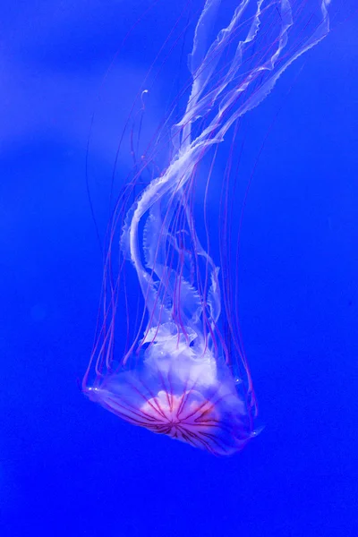 Northern sea nettle, chrysaora melanaster, swimming