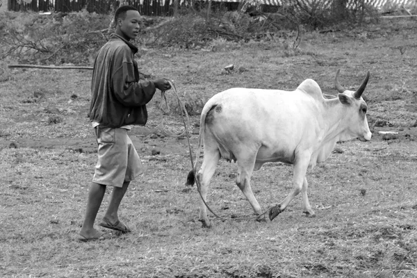 Tanzanian man leading a cow on a leash