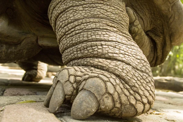 Foot of a Aldabra giant tortoise