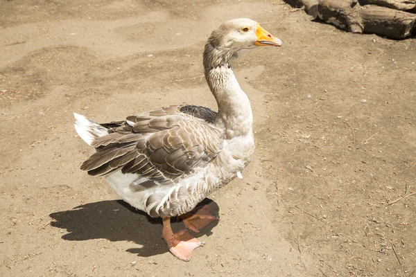 Domestic goose standing on clay