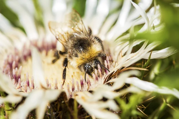Bumblebee collecting pollen from a welted thistle flower