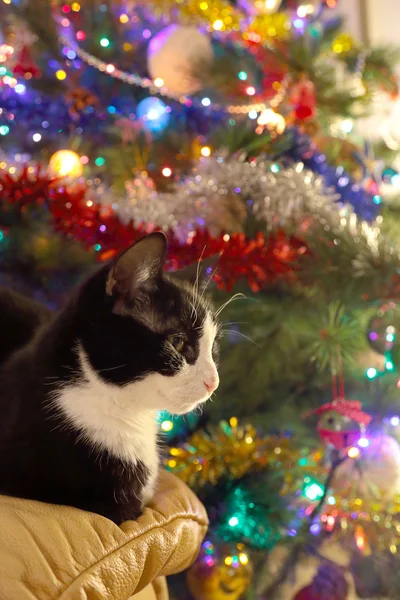 Black and white cat ahead a christmas pine tree