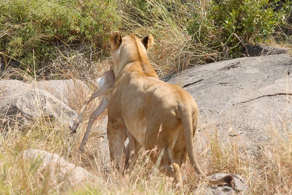Lioness bringing a prey