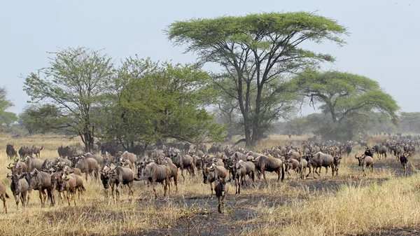 Blue wildebeests during the Great Migration