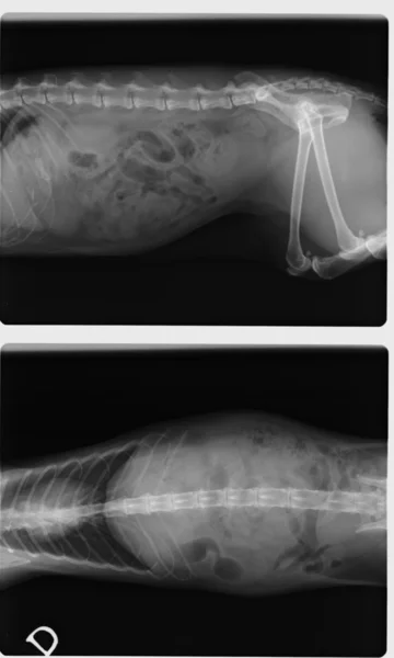 Side and top view of female cat X-Ray