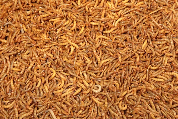 Background of many living mealworm larvae