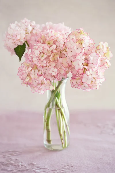 Pink hydrangea flowers