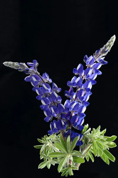 Blue Lupine flower isolated on black