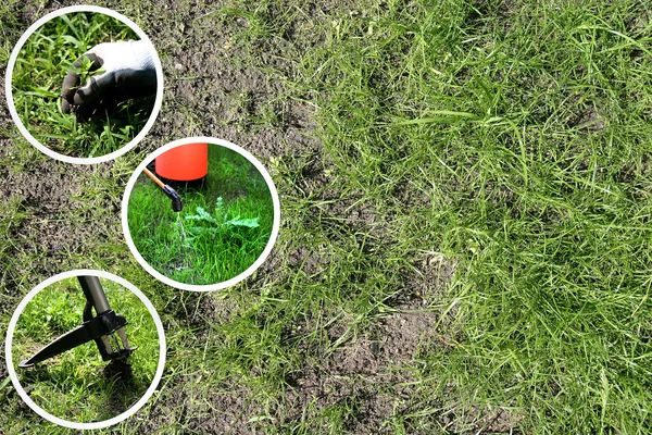 Illustration of three methods of removing weeds from the lawn