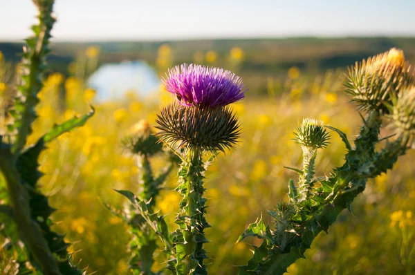 Cirsium vulgare Close-up on a background of the river and fields