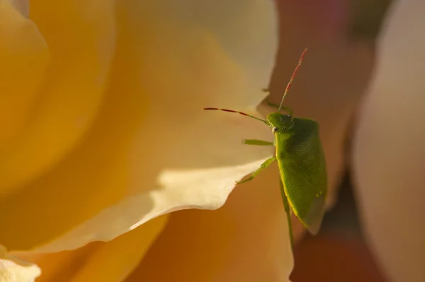 Green Shield bug on colorful roses