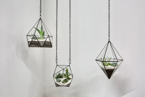 Hanging vases with plants