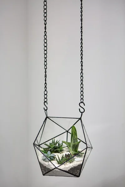 Hanging vase with plants