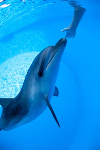 Dolphin swims under the water