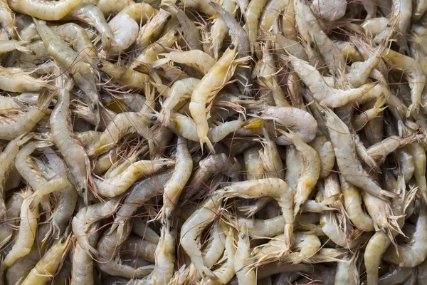 Raw Shrimps background