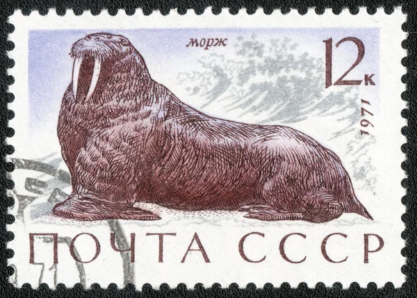 Printed walrus stamp
