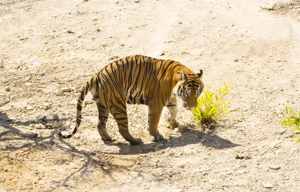Tiger walking in zoo