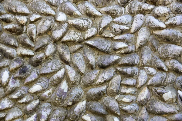 Aged wall of seashells