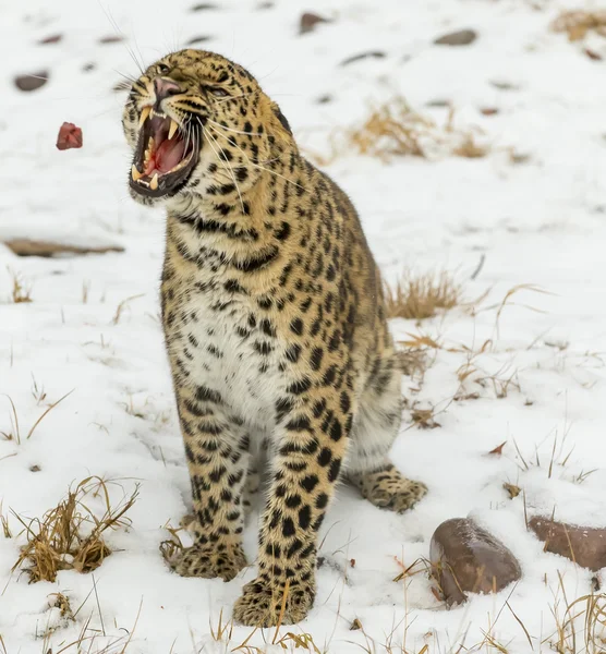 Amur Leopard In A Snowy Environment