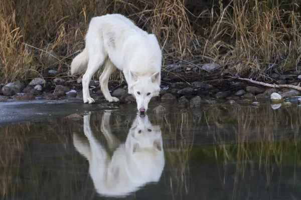 Arctic Wolves Near Water