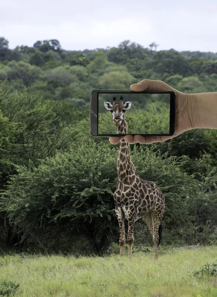 Tourist making photo of giraffe