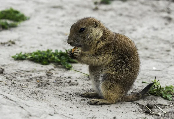Young prairie dog eating carrot