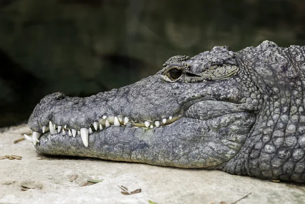 Crocodile head with eyes and big teeth