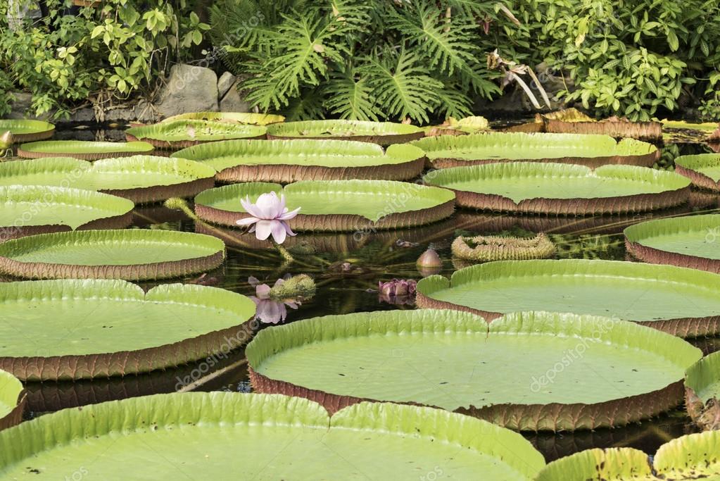 Victoria amazonica — Stock Photo © compuinfoto 81794456