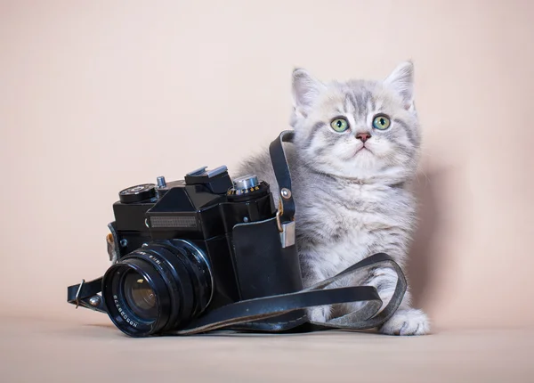 British shorthair cat with camera