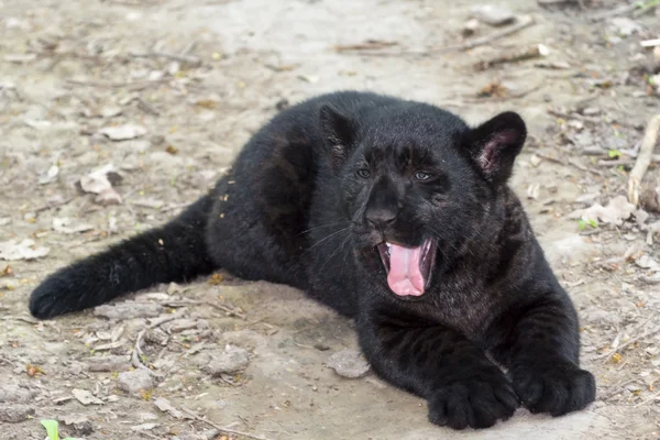 Black Jaguar Cub