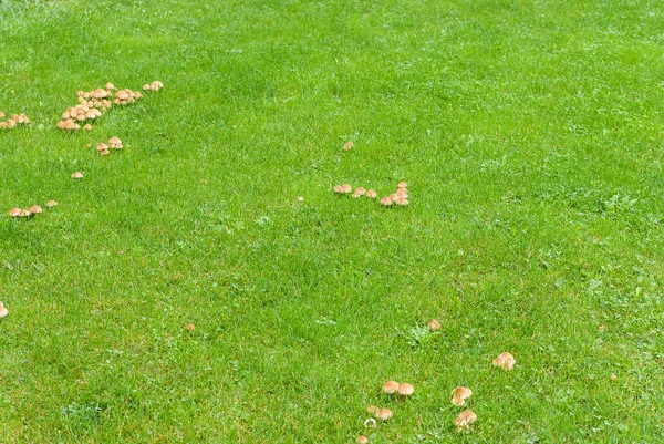 Mushrooms in the green meadow