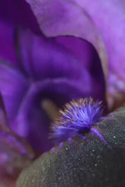 Deep purple or black iris