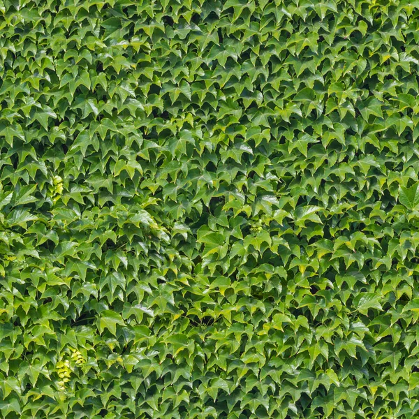 Seamless Overgrown Ivy Wall