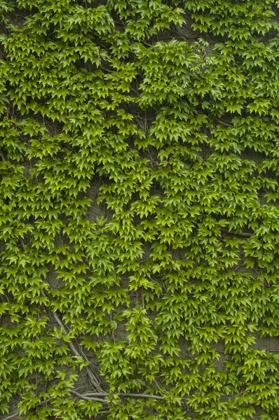 Wall with green climbing plants