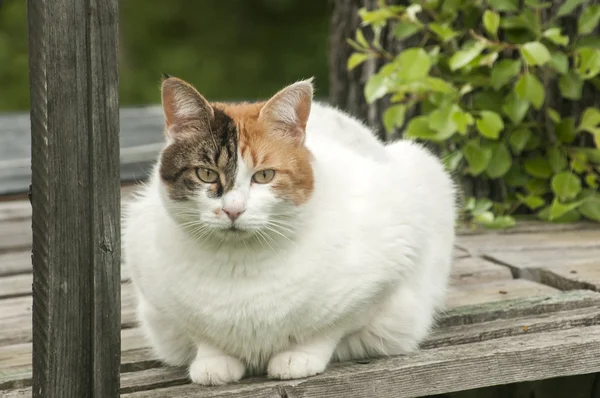 White cat on rural wooden terrace