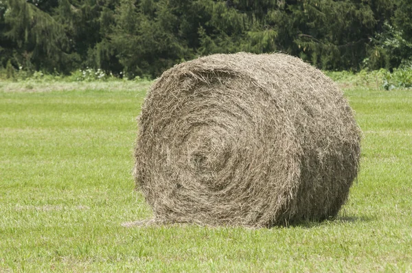 Harvested hay roll