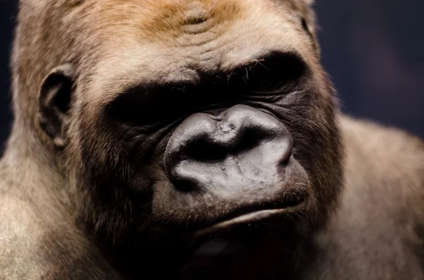 Portrait of a gorilla