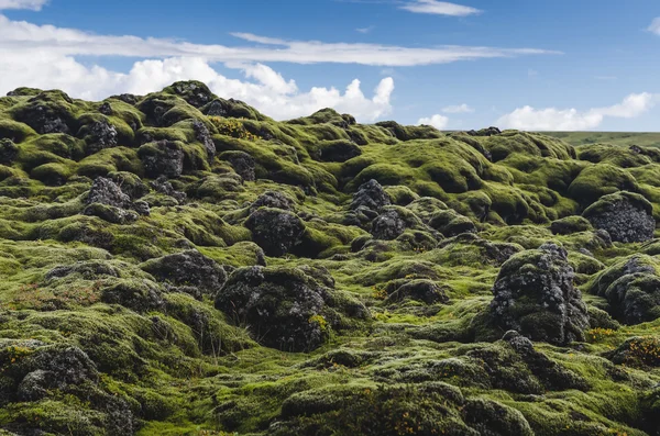 Landscape of Iceland, moss