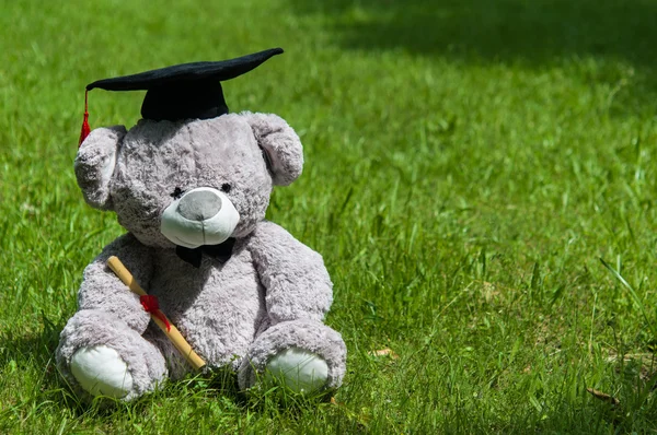 Teddy bear graduate bachelor\'s degree.