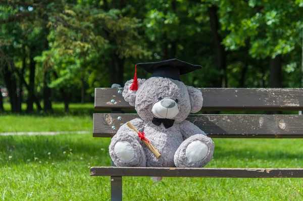 Teddy bear graduate bachelor's degree.