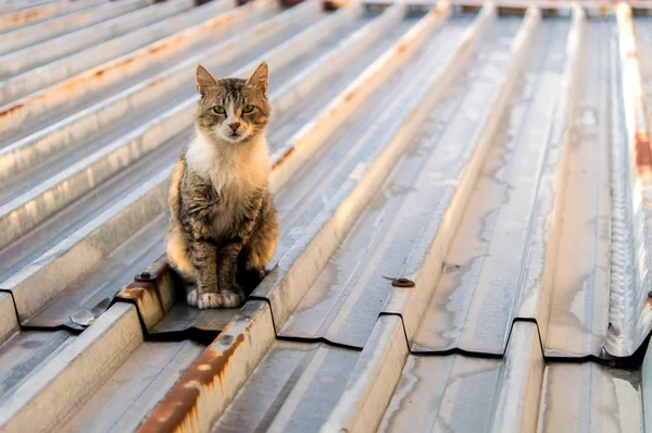 Cats on a hot tin roof