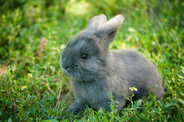 Cute Rabbit in Summer Garden