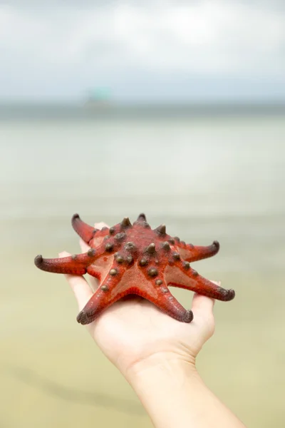 Starfish in a female hand on a background of the sea.