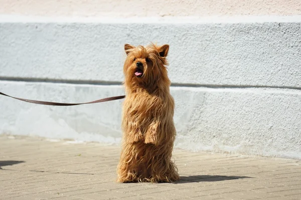 Hairy mug dog on leash standing on hind legs