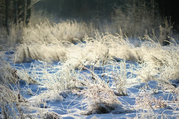 Wild frozen grass in winter rime frost