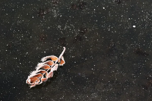 Fallen leave covered with rime on black ice with air bubbles cop