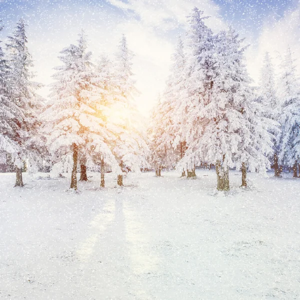 Winter landscape trees snowbound